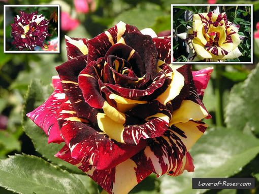 Hybrid Abraka Dabra🌹🌹🌹 Rose Flower Plant (Pack Of 1)