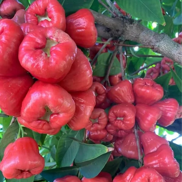Red Water Apple (Hybrid & Grafting) Fruit Plant Pack Of-1