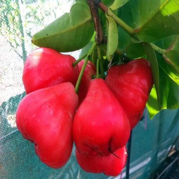Red Water Apple (Hybrid & Grafting) Fruit Plant Pack Of-1