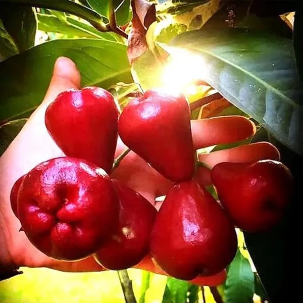 Red Water Apple (Hybrid & Grafting) Fruit Plant Pack Of-1