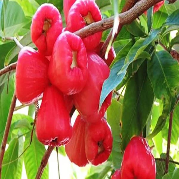 Red Water Apple (Hybrid & Grafting) Fruit Plant Pack Of-1