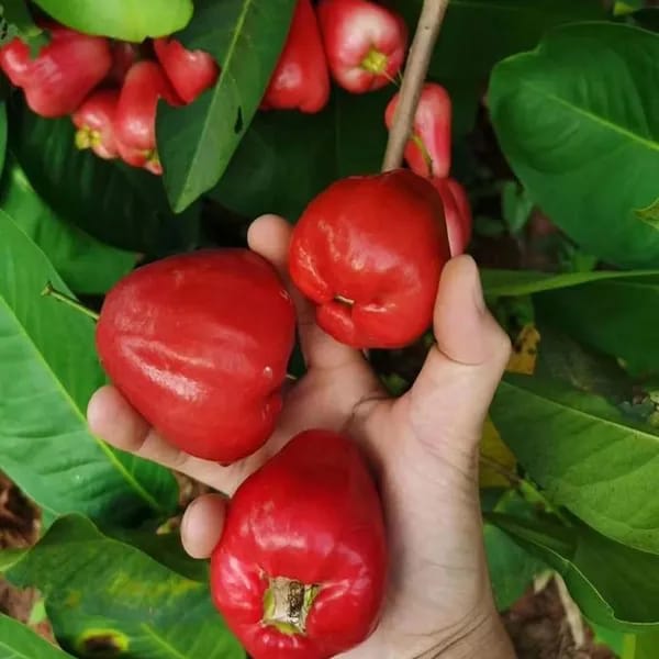 Red Water Apple (Hybrid & Grafting) Fruit Plant Pack Of-1