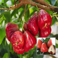 Red Water Apple (Hybrid & Grafting) Fruit Plant Pack Of-1