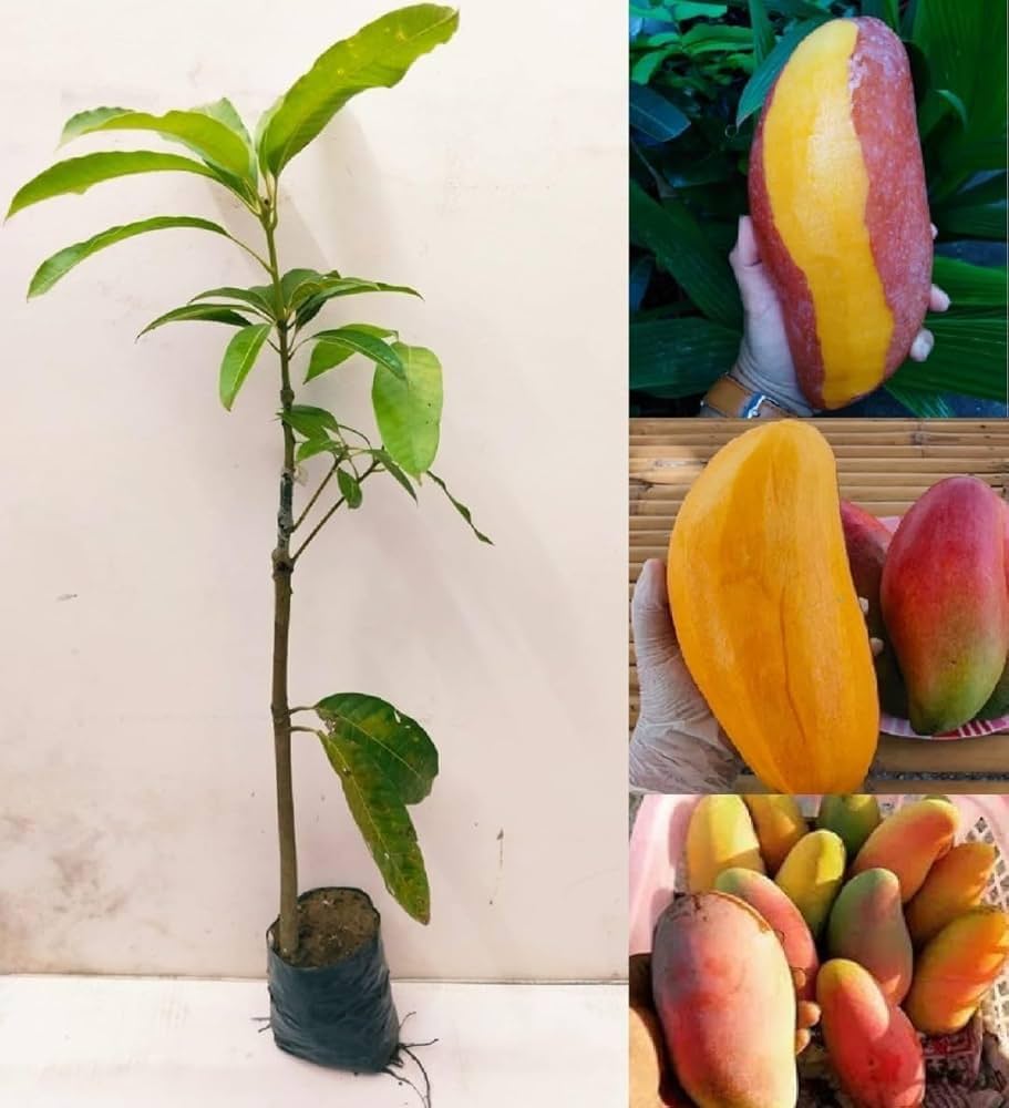 Hybrid Red Banana Mango Fruit Plant (Pack Of-1)