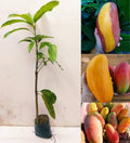 Hybrid Red Banana Mango Fruit Plant (Pack Of-1)