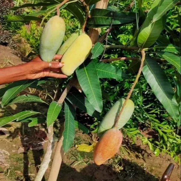 Hybrid Red Banana Mango Fruit Plant (Pack Of-1)