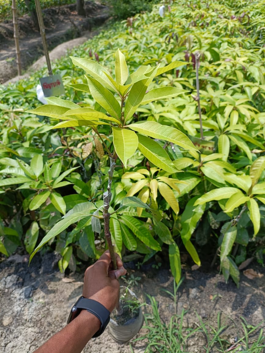 Hybrid Red Banana Mango Fruit Plant (Pack Of-1)
