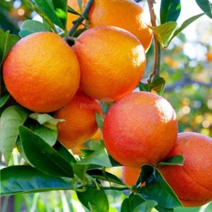 Hybrid Bari 1 Malta Orange 🍊🍊🍊 Grafting Fruit Plant (Pack Of-1 )