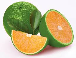 Hybrid Bari 1 Malta Orange 🍊🍊🍊 Grafting Fruit Plant (Pack Of-1 )