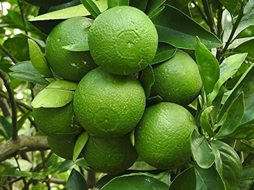 Hybrid Bari 1 Malta Orange 🍊🍊🍊 Grafting Fruit Plant (Pack Of-1 )