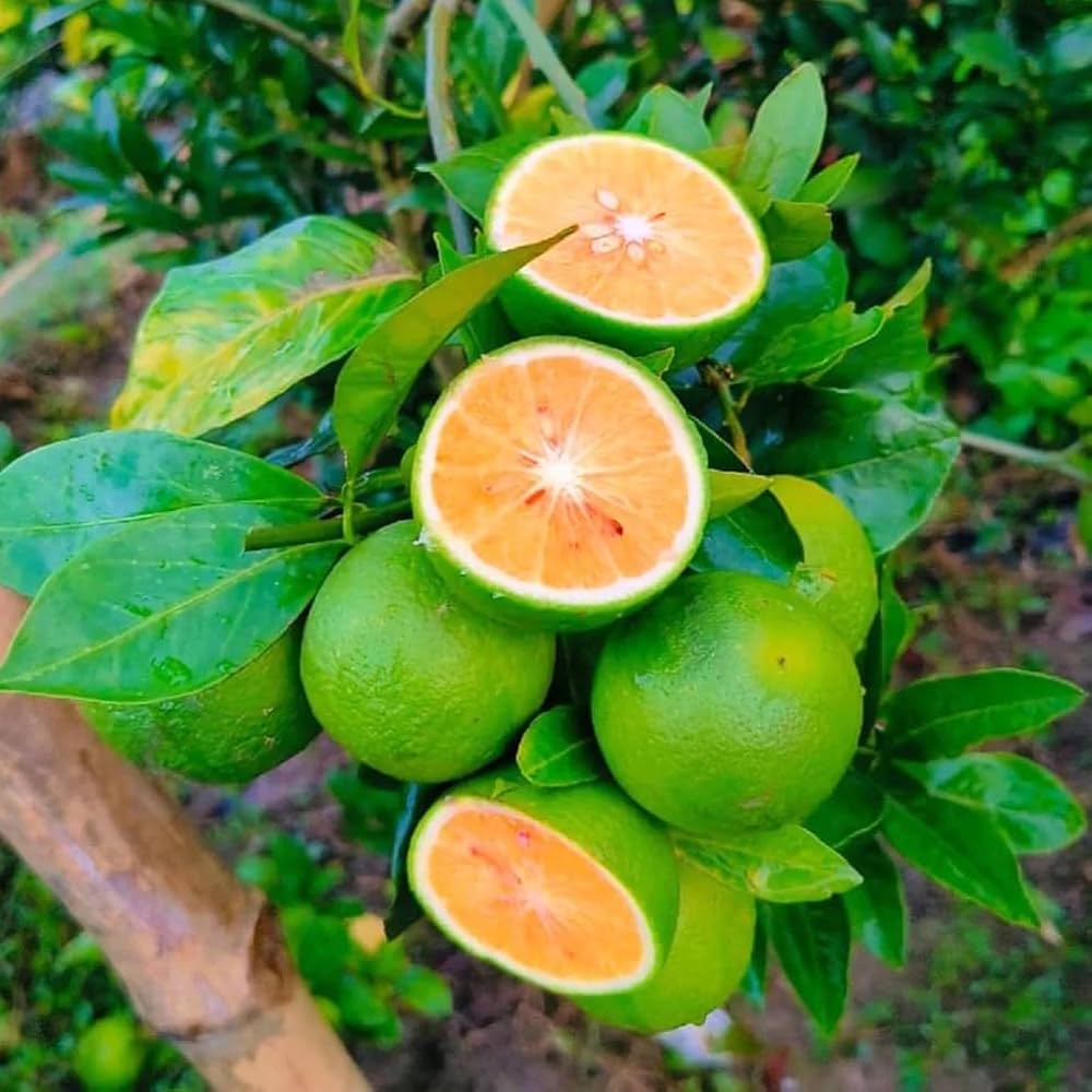 Hybrid Bari 1 Malta Orange 🍊🍊🍊 Grafting Fruit Plant (Pack Of-1 )