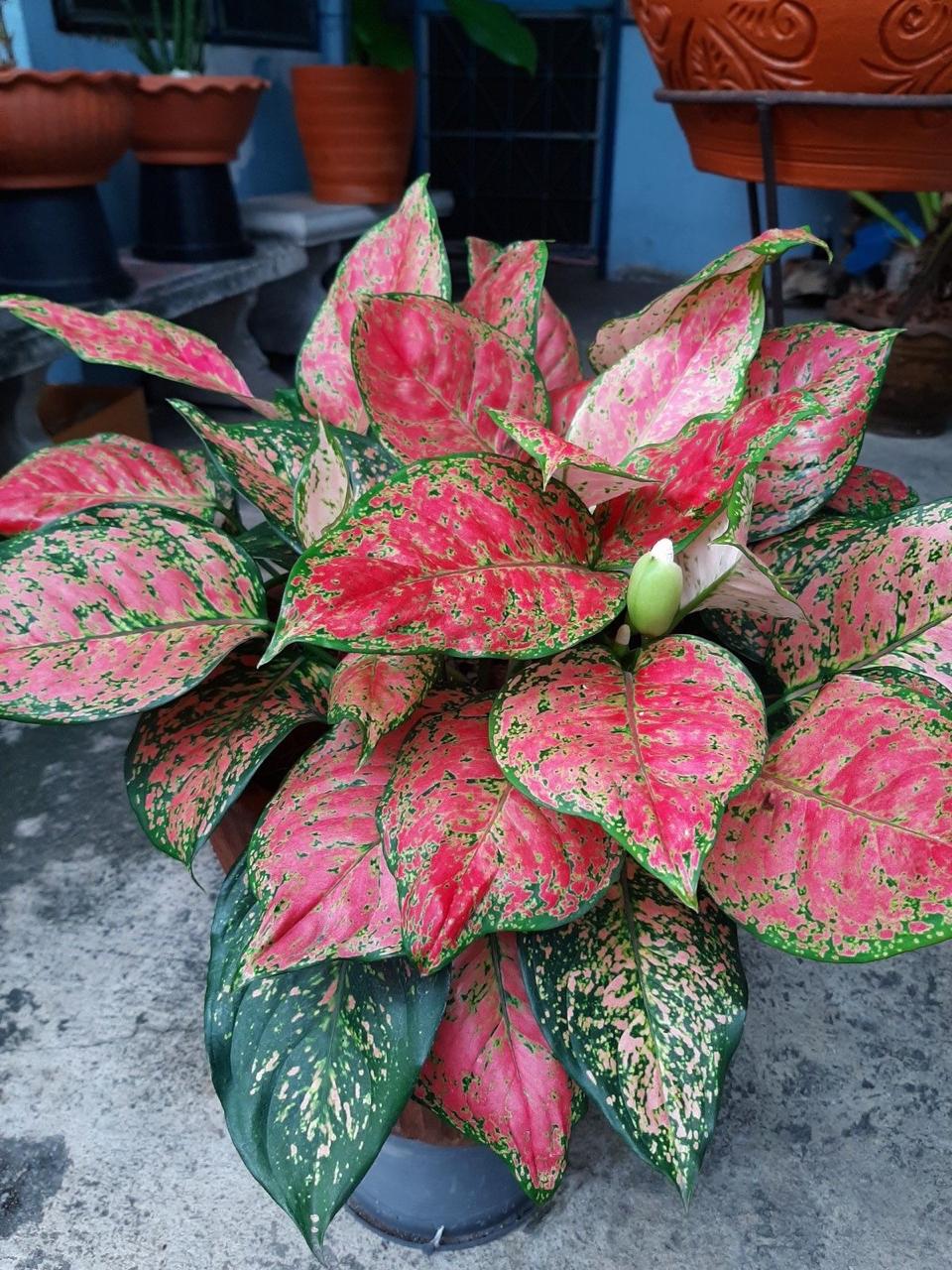 Aglonema Red Plant ( Pack Of-1 )
