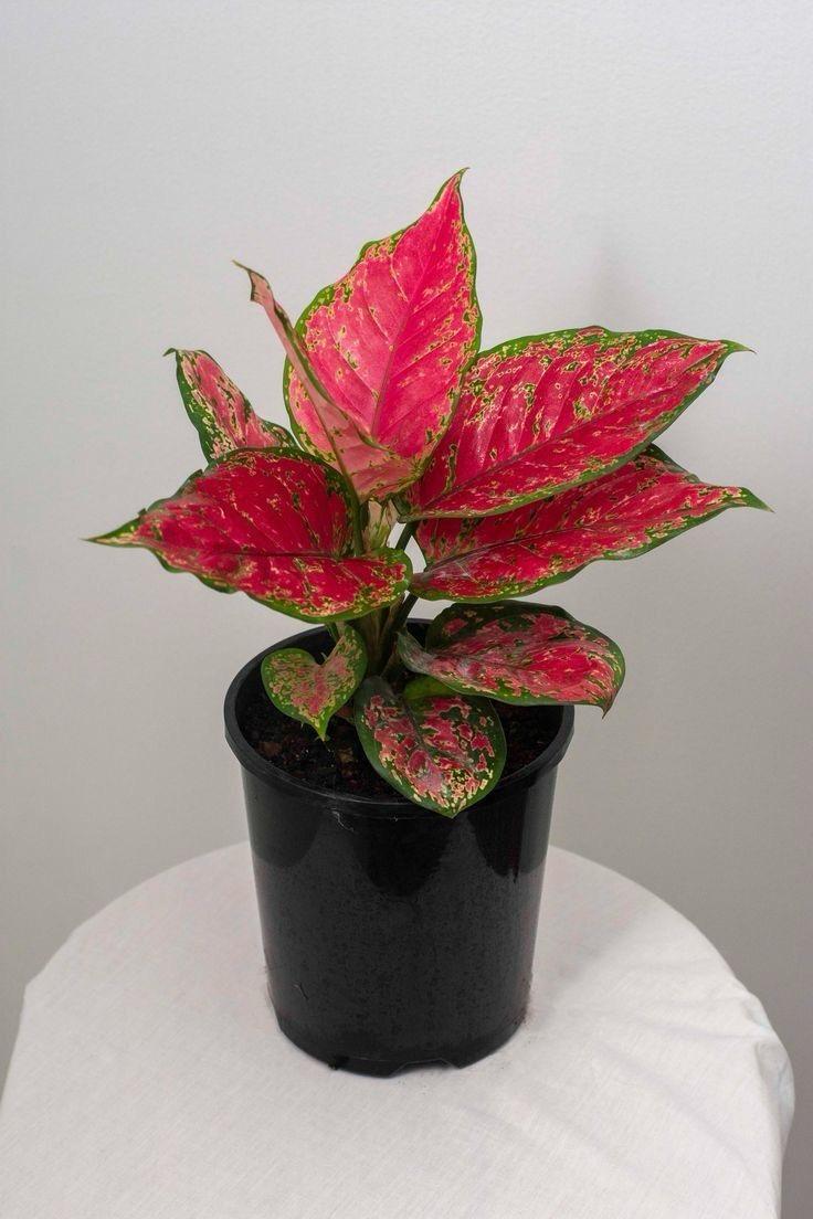 Aglonema Red Plant ( Pack Of-1 )