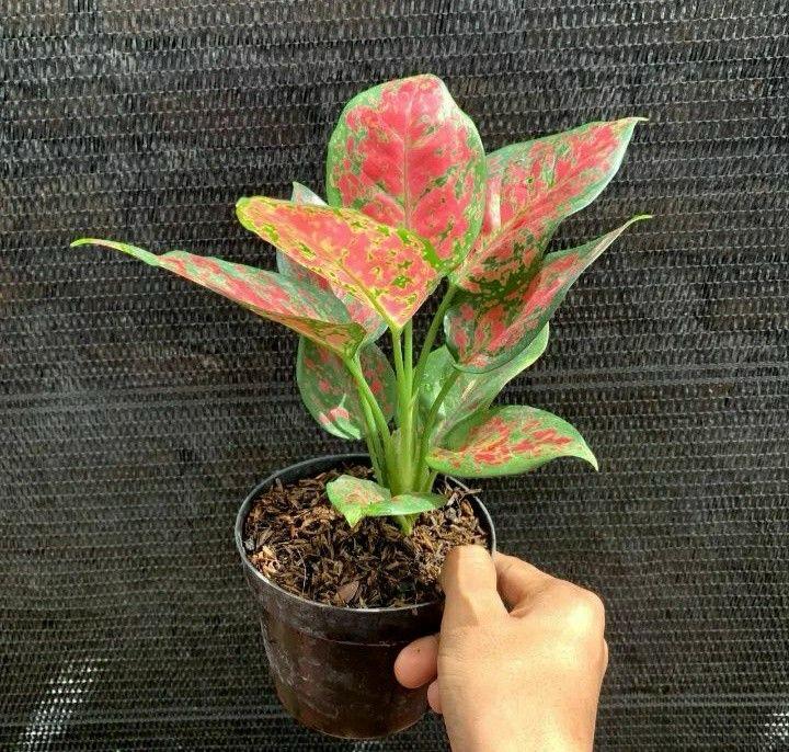 Aglonema Red Plant ( Pack Of-1 )