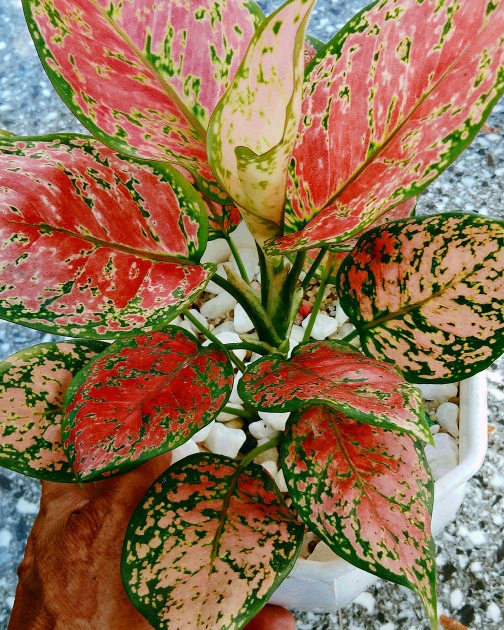 Aglonema Red Plant ( Pack Of-1 )