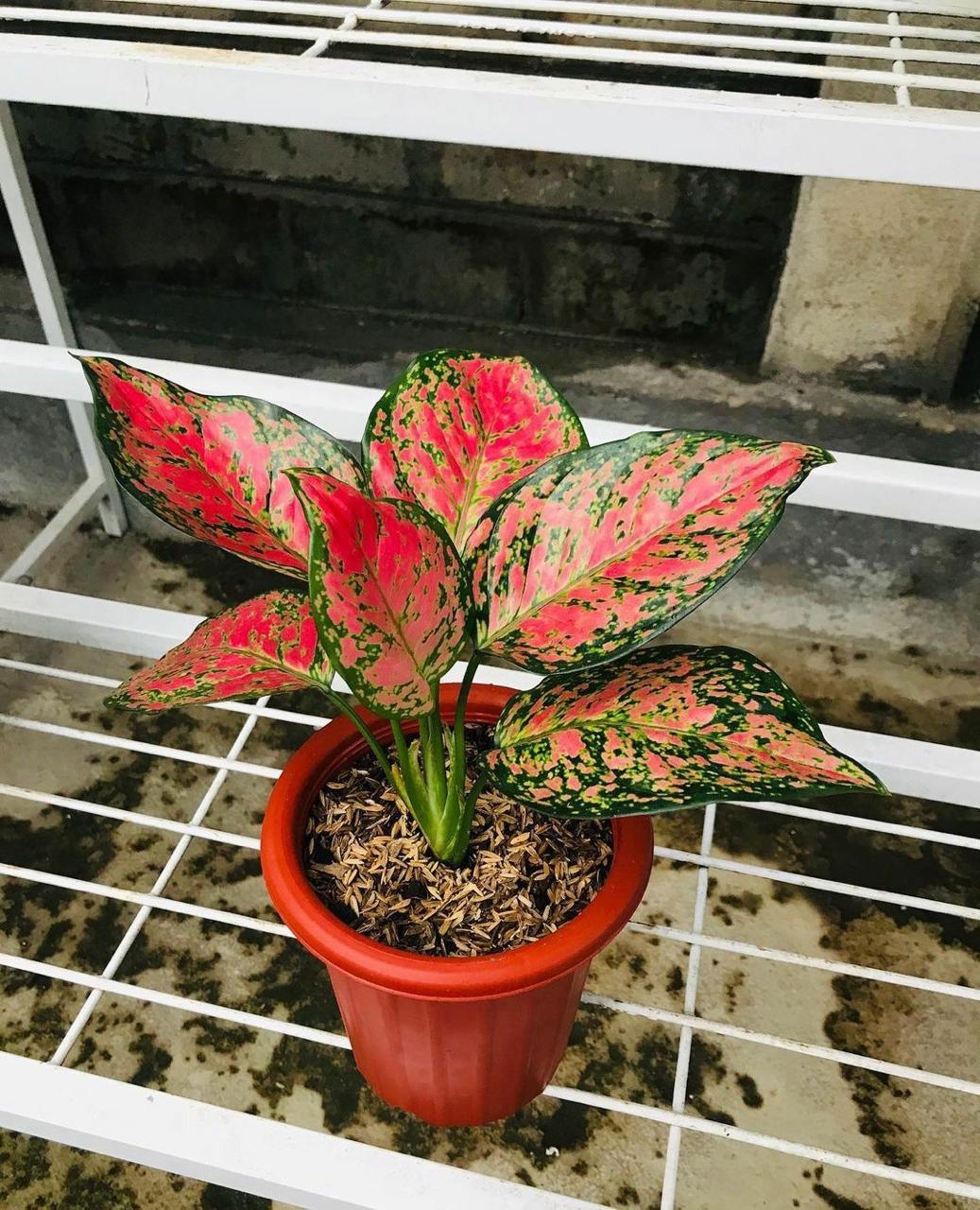 Aglonema Red Plant ( Pack Of-1 )