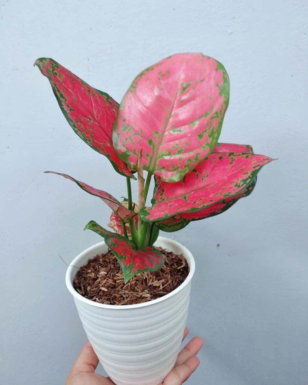 Aglonema Red Plant ( Pack Of-1 )