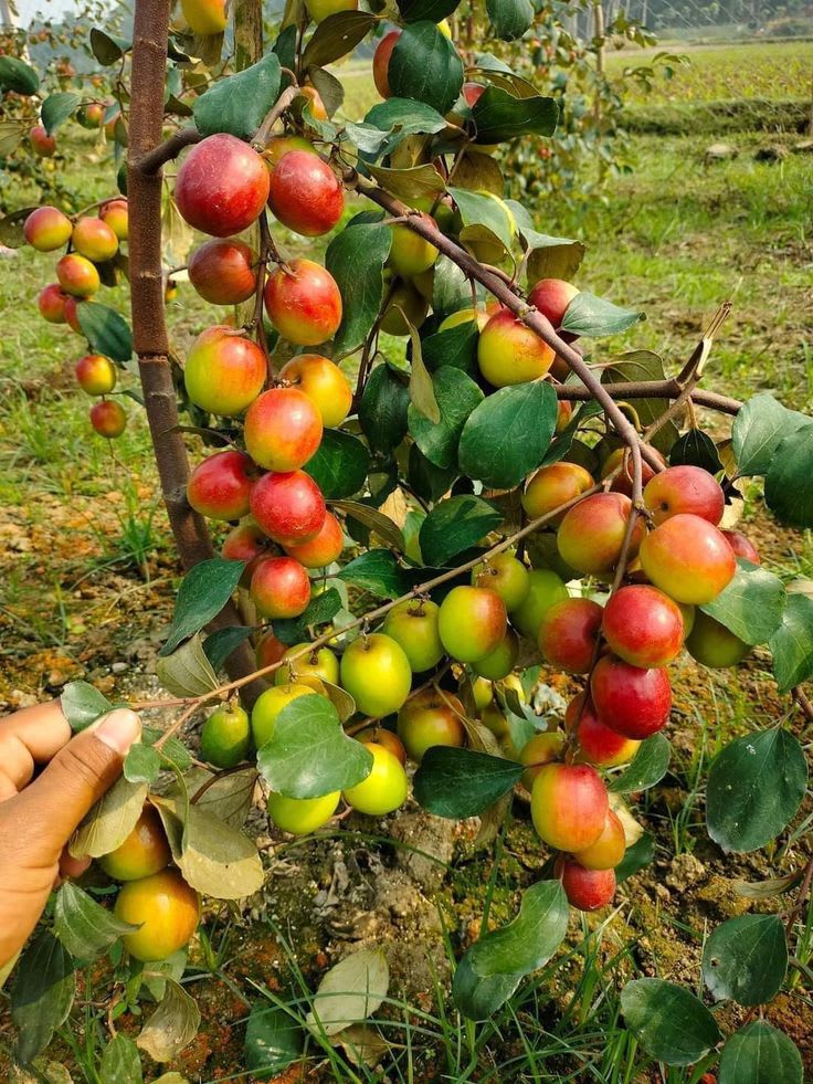 Hybrid All Time Green Apple Ber Jujubi Grafting Fruit Plant (Pack Of-1)