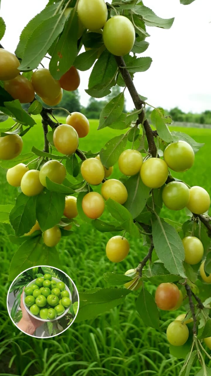 Hybrid All Time Green Apple Ber Jujubi Grafting Fruit Plant (Pack Of-1)