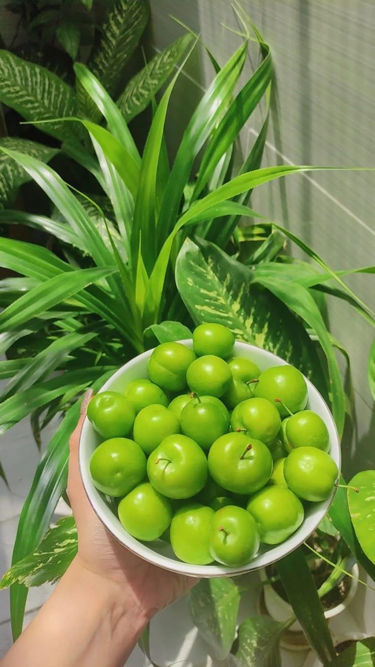 Hybrid All Time Green Apple Ber Jujubi Grafting Fruit Plant (Pack Of-1)