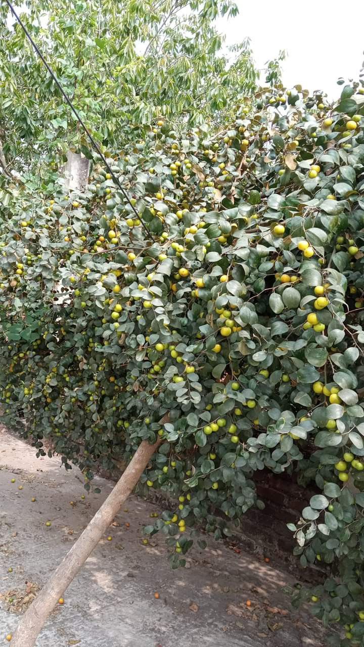 Hybrid All Time Green Apple Ber Jujubi Grafting Fruit Plant (Pack Of-1)