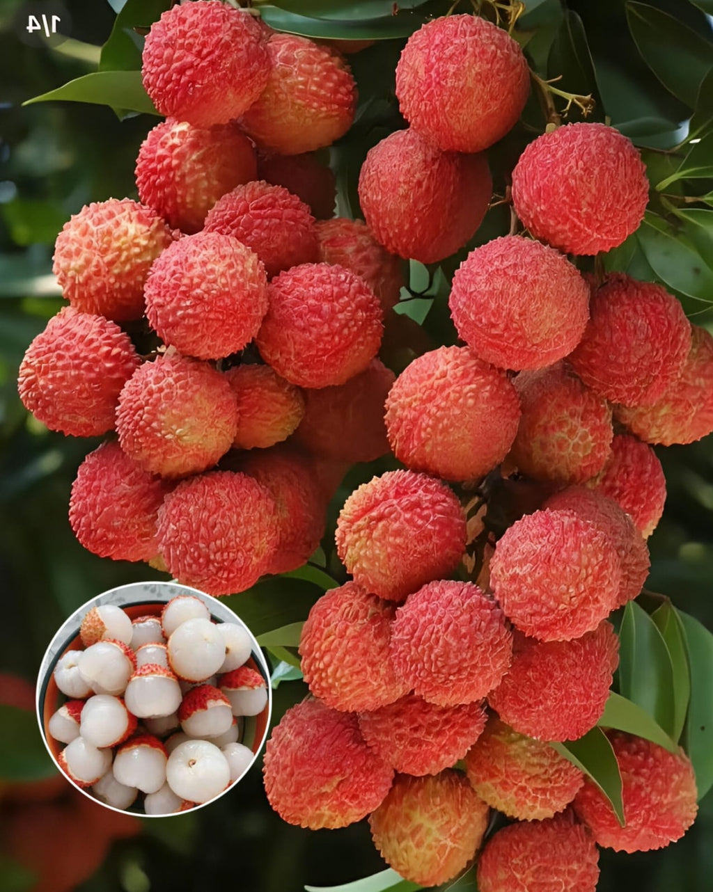 Hybrid Bombai Litchi Grafting Plant (Pack Of 1)