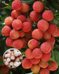 Hybrid Bombai Litchi Grafting Plant (Pack Of 1)