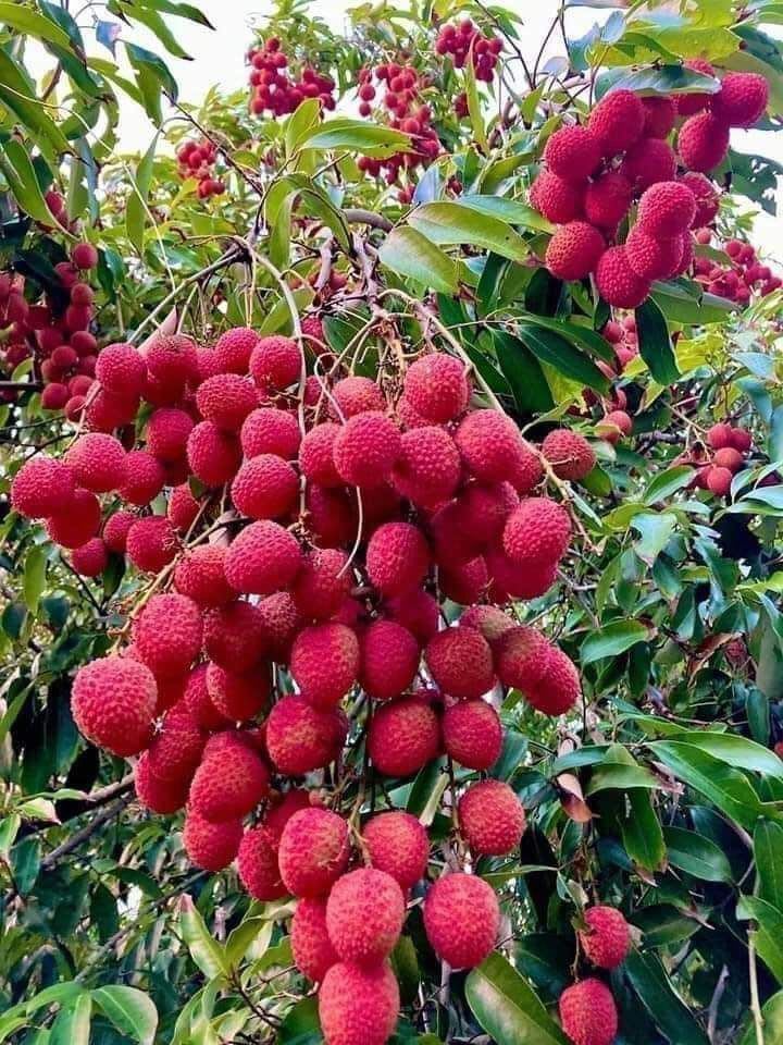 Hybrid Bombai Litchi Grafting Plant (Pack Of 1)