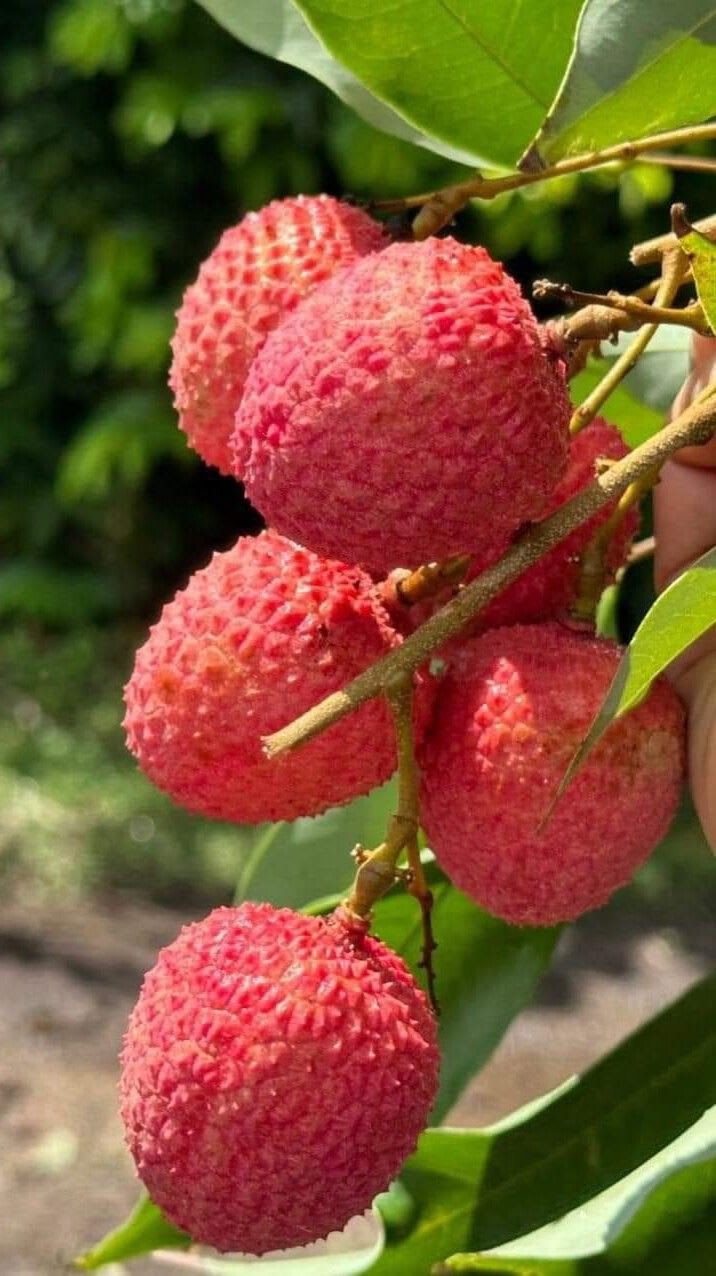 Hybrid Bombai Litchi Grafting Plant (Pack Of 1)