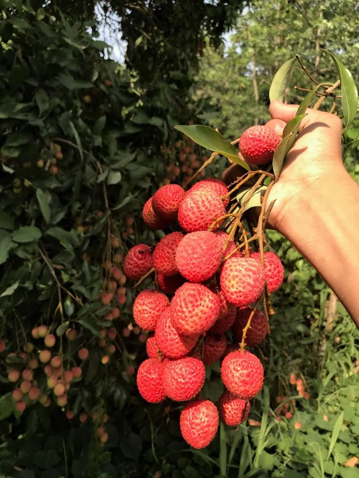 Hybrid Bombai Litchi Grafting Plant (Pack Of 1)