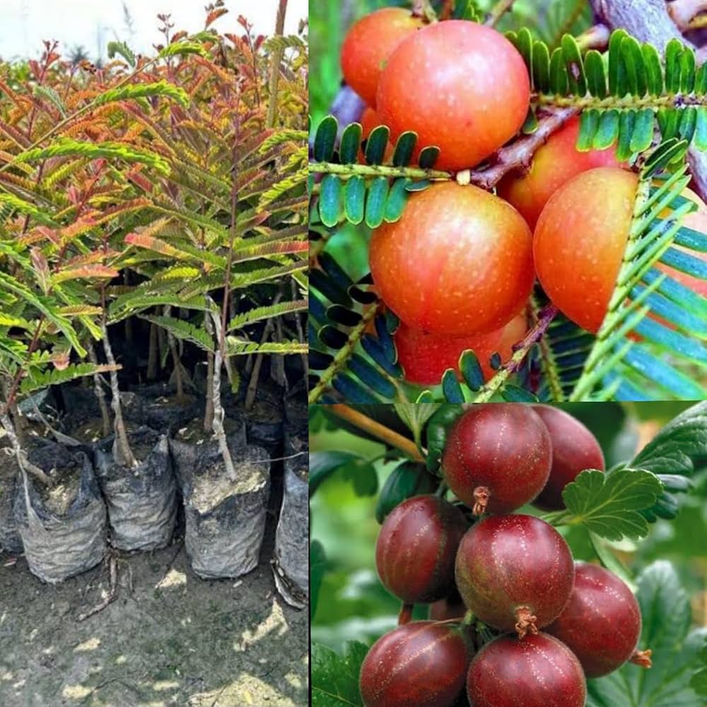 Hybrid Red Amla Grafting Fruit Plant (Pack Of-1 )