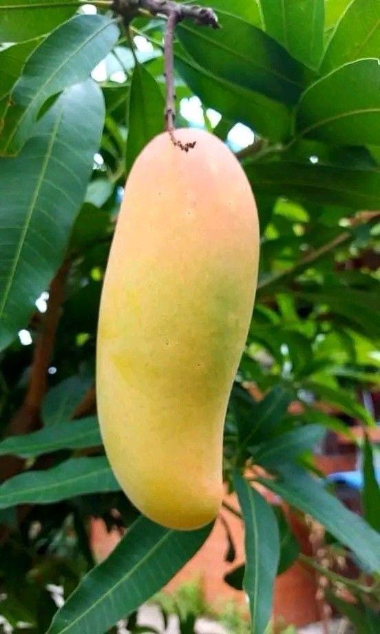 Hybrid 3 Tasti Mango 🥭🥭🥭 Grafting Fruit Plant (Pack Of-1 )