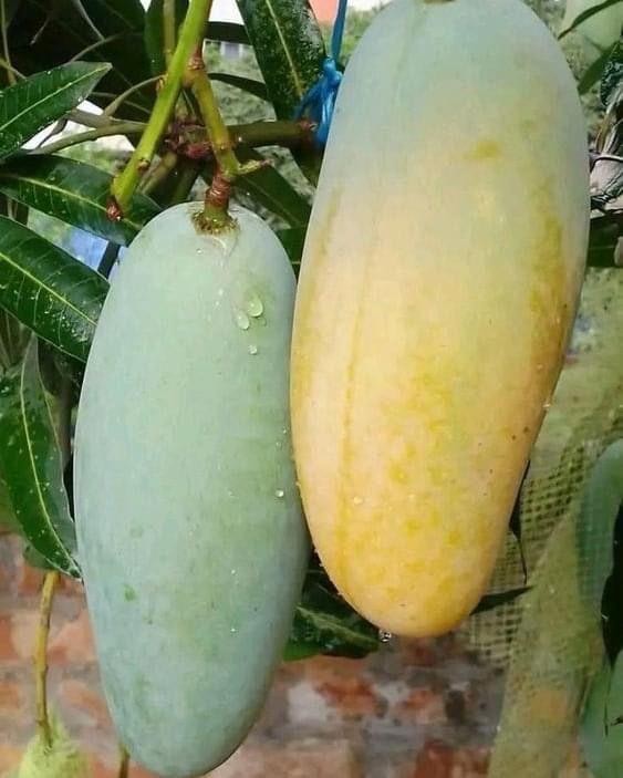 Hybrid 3 Tasti Mango 🥭🥭🥭 Grafting Fruit Plant (Pack Of-1 )