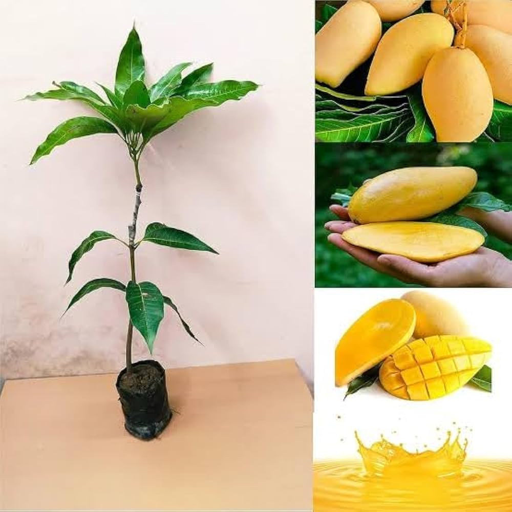 Hybrid 3 Tasti Mango 🥭🥭🥭 Grafting Fruit Plant (Pack Of-1 )