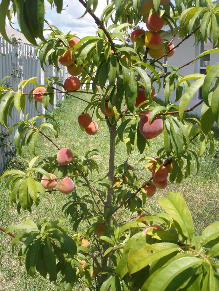 Velvet Glow Peach Plant  (Pack Of 1)