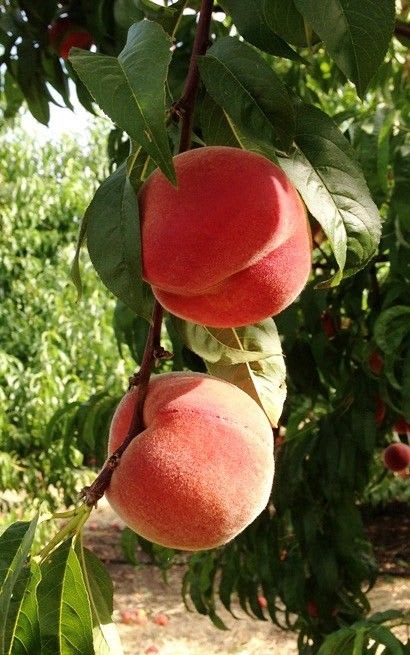 Velvet Glow Peach Plant  (Pack Of 1)