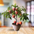 Velvet Glow Peach Plant  (Pack Of 1)