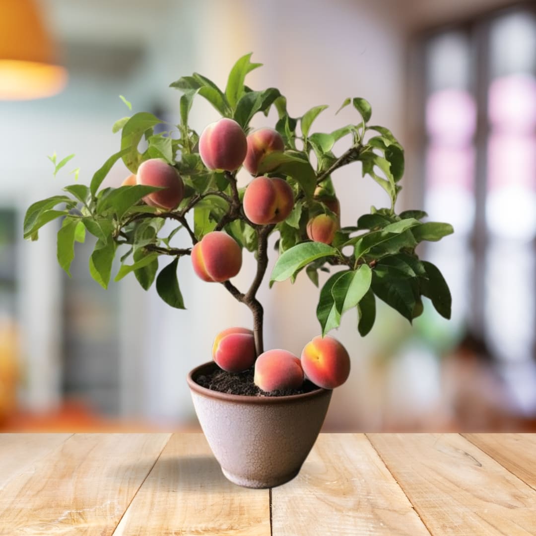 Velvet Glow Peach Plant  (Pack Of 1)