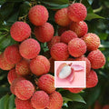 Velvet Red Lichee Plant (Pack Of 1)