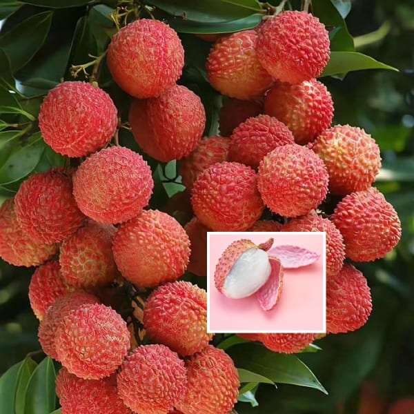 Velvet Red Lichee Plant (Pack Of 1)