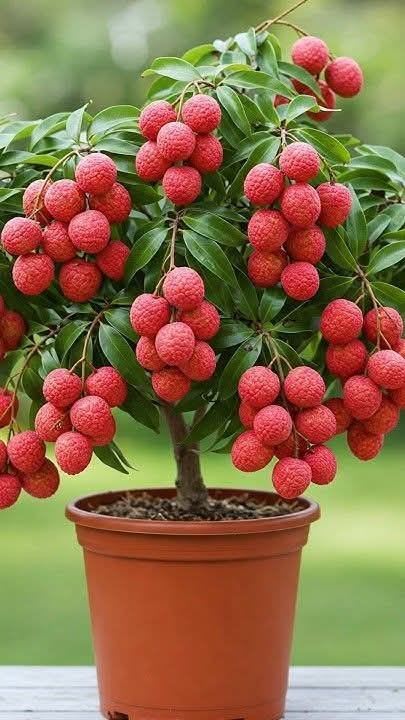Velvet Red Lichee Plant (Pack Of 1)