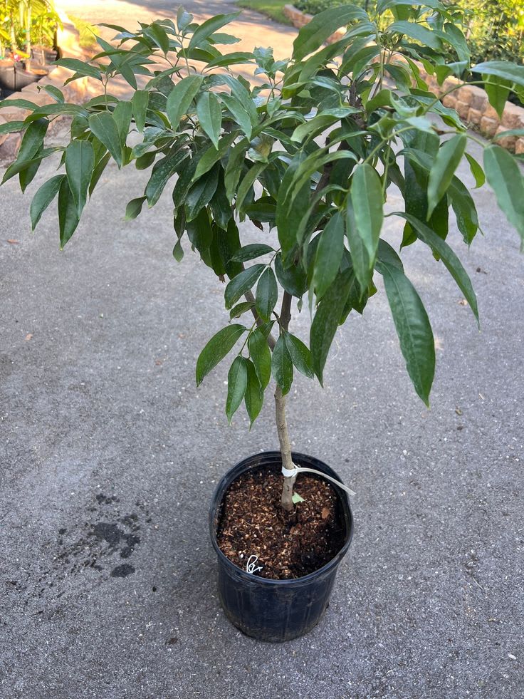 Velvet Red Lichee Plant (Pack Of 1)