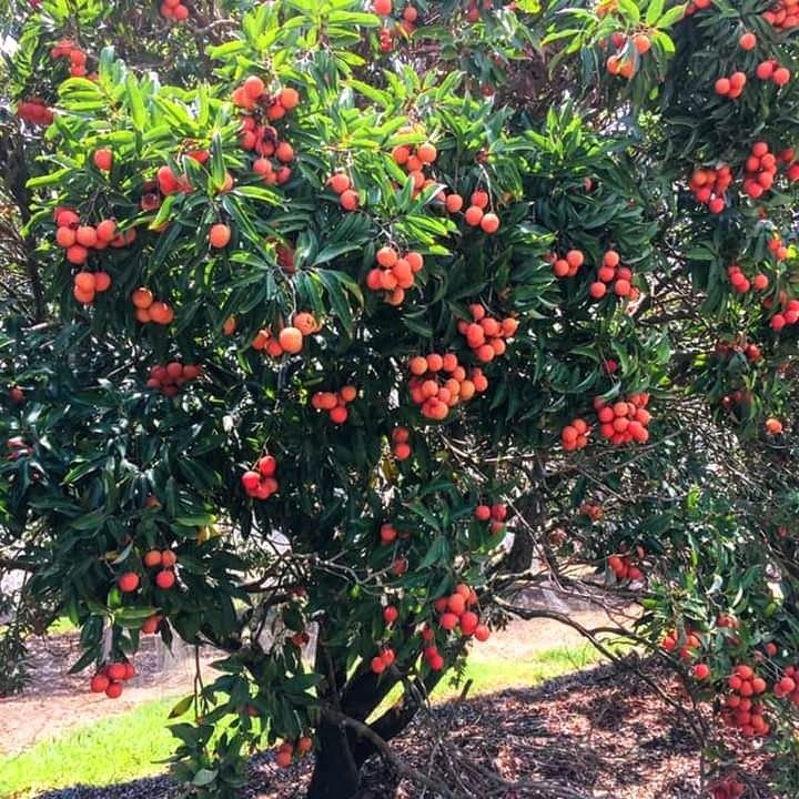 Velvet Red Lichee Plant (Pack Of 1)