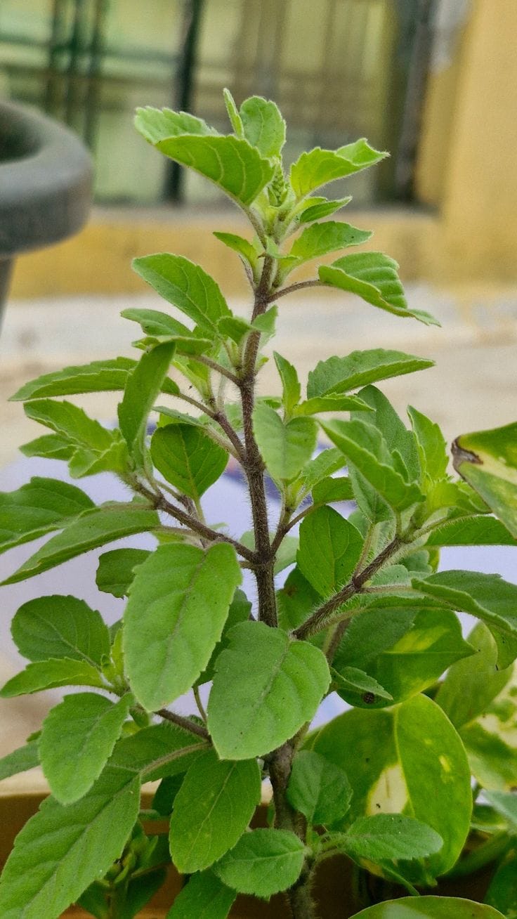 Krishna Tulsi Plant (Pack Of-1)
