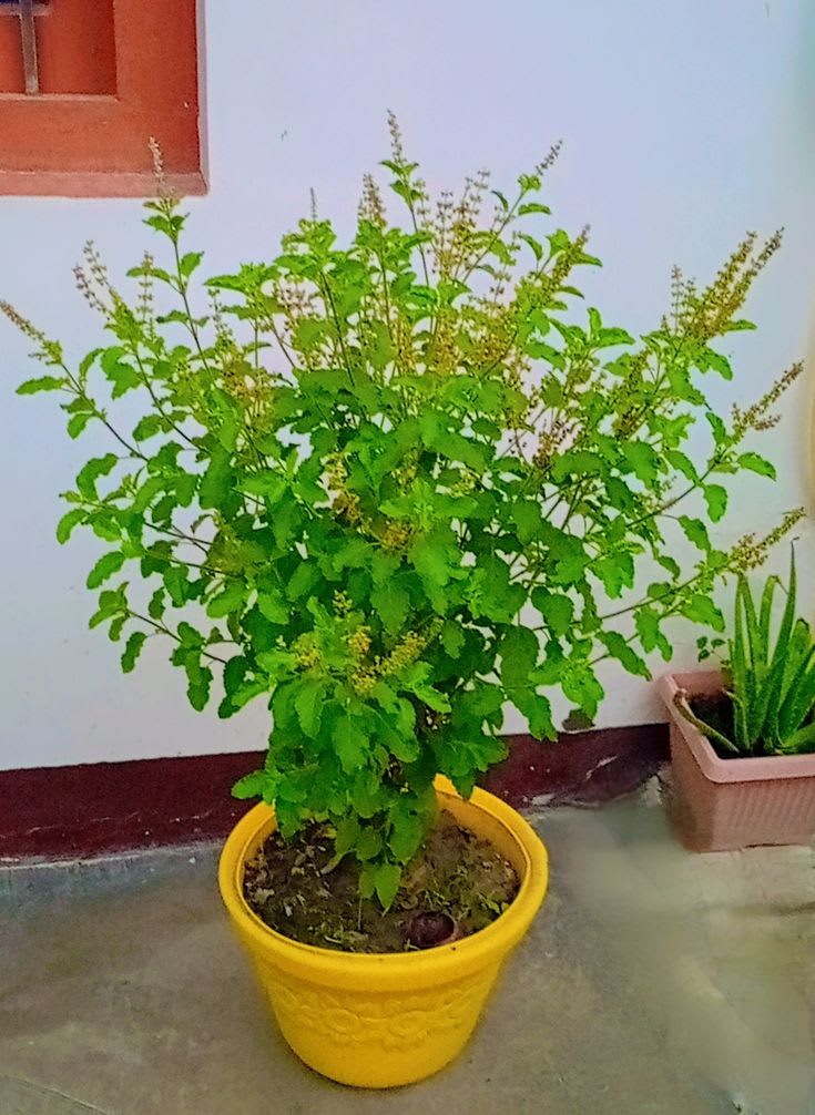 Krishna Tulsi Plant (Pack Of-1)