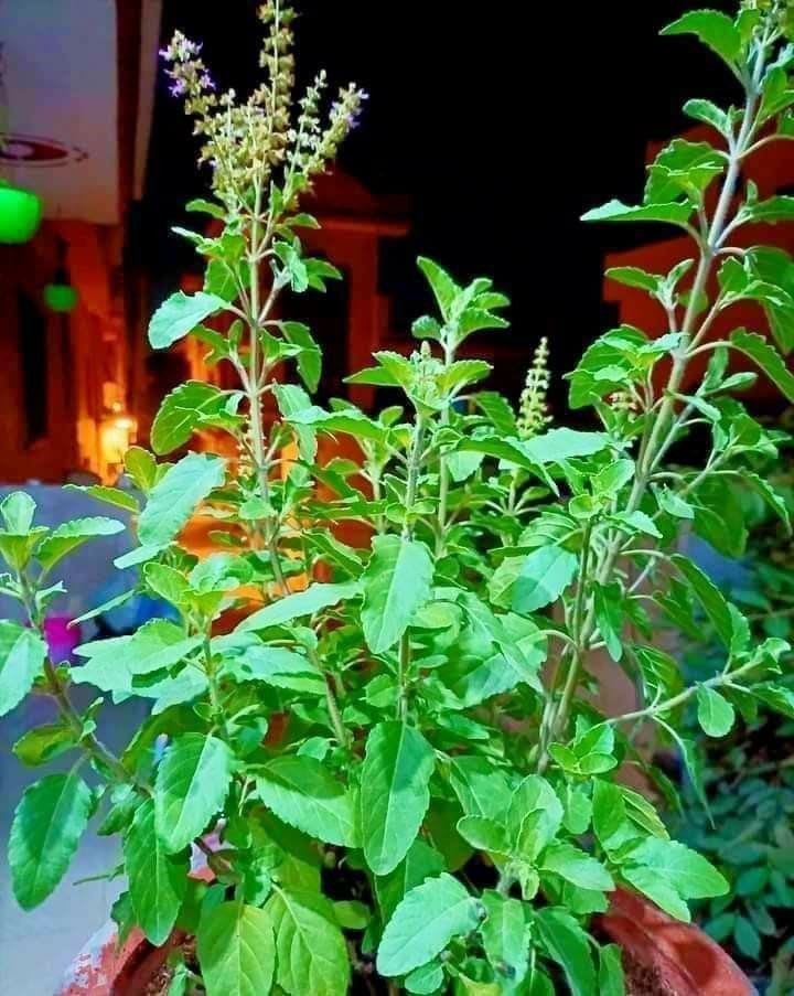 Krishna Tulsi Plant (Pack Of-1)