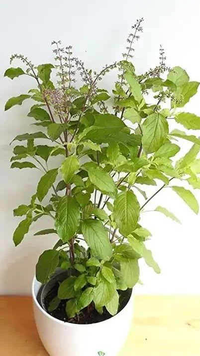 Krishna Tulsi Plant (Pack Of-1)