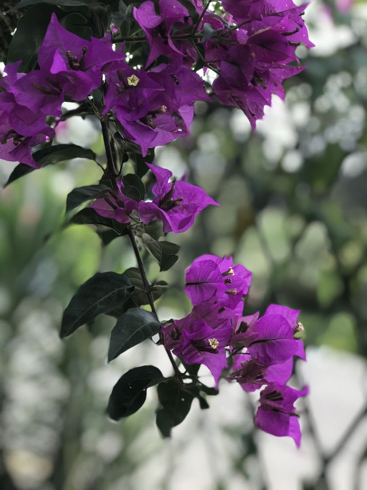 Violet September Bougainvillea Plant  (Pack Of 1)
