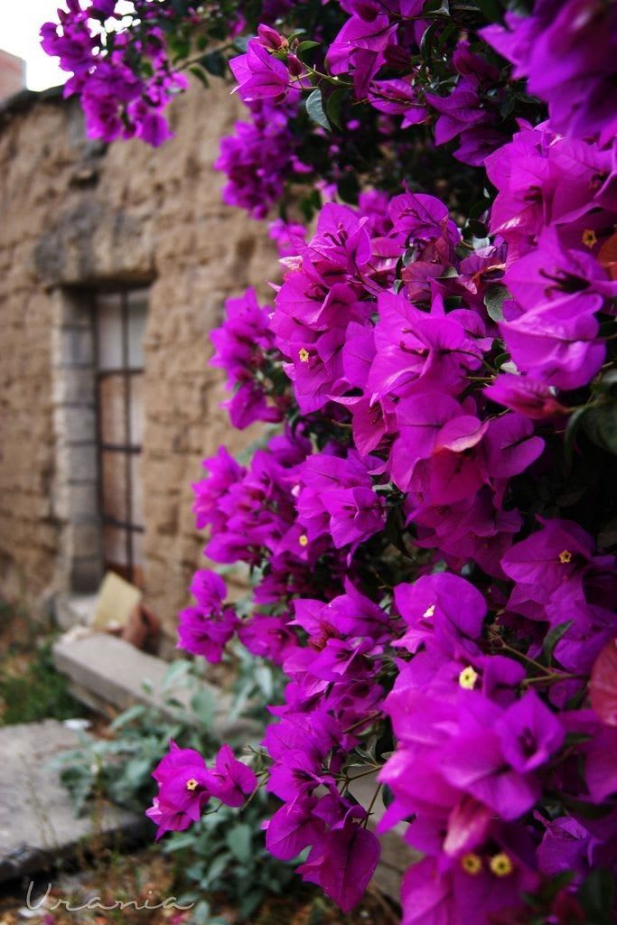 Violet September Bougainvillea Plant  (Pack Of 1)