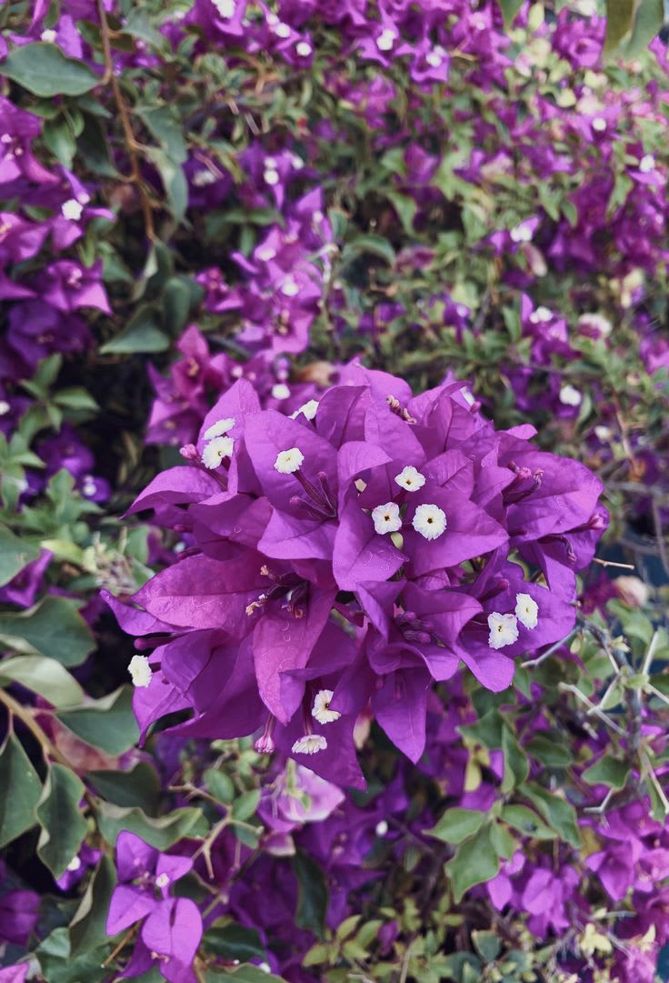 Violet September Bougainvillea Plant  (Pack Of 1)
